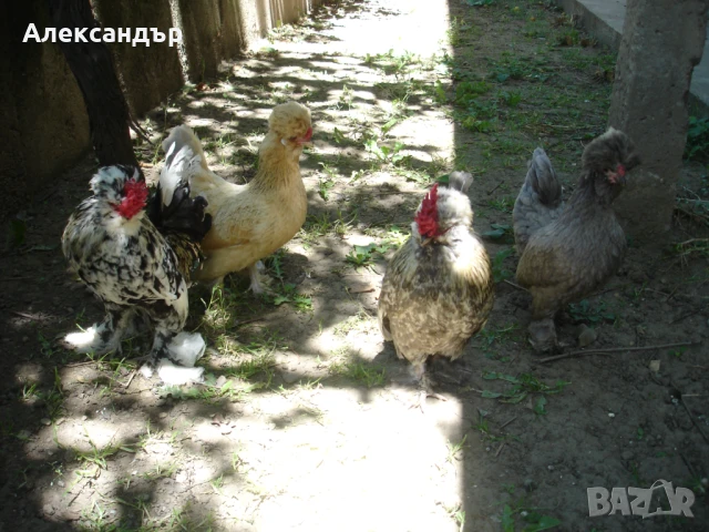 Струмски Бантам