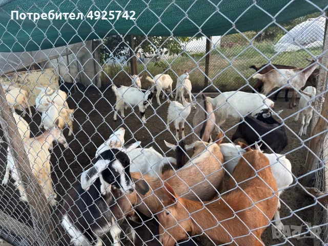 Ярета за продан, снимка 4 - Кози - 55749700