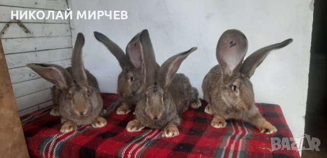 Белгийски великани, снимка 3 - Други животни - 36530605