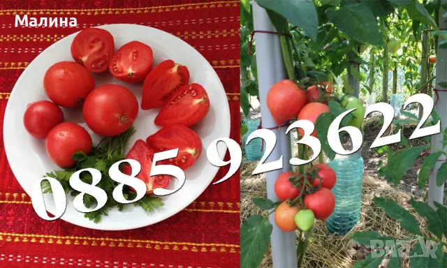 Био Разсад Домат, Люти Чушки, Чери Домати и Тютюн Стари Селски Сортове + ПОДАРЪК, снимка 14 - Разсади - 45795732