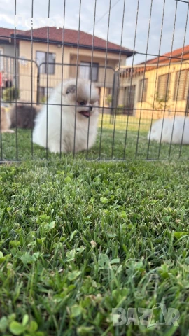 Мини померан , снимка 1