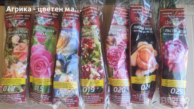 РОЗИ корени НОВО ЗАРЕЖДАНЕ от лицензиран разсадник , снимка 5 - Градински цветя и растения - 42675882