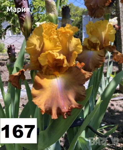 Сортови вискоки ириси /брадати ириси, снимка 16 - Сортови семена и луковици - 46410478