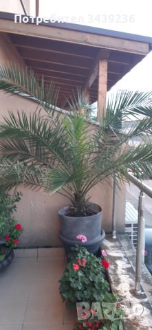 Финикова палма, снимка 3 - Градински цветя и растения - 42156960