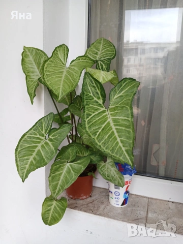 Сингониум - Пеперуда