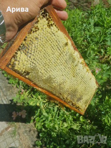 Пчелен мед - 2023 г., снимка 2 - Пчелни продукти - 41482951
