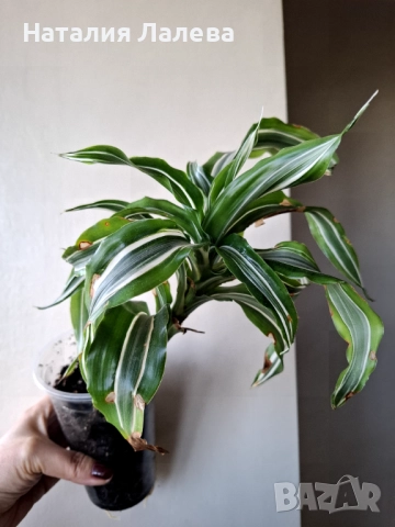 Драцена, dracena reflexa, снимка 2 - Стайни растения - 52328841