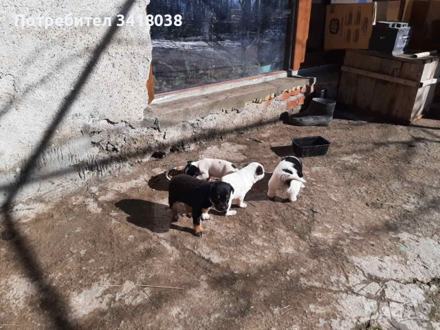 уникални кученца подарявам!, снимка 6 - Други - 53719470