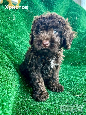 мини пудели, снимка 2 - Пудели - 51166925