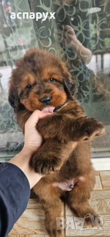 Продавам  Тибетски мастив 