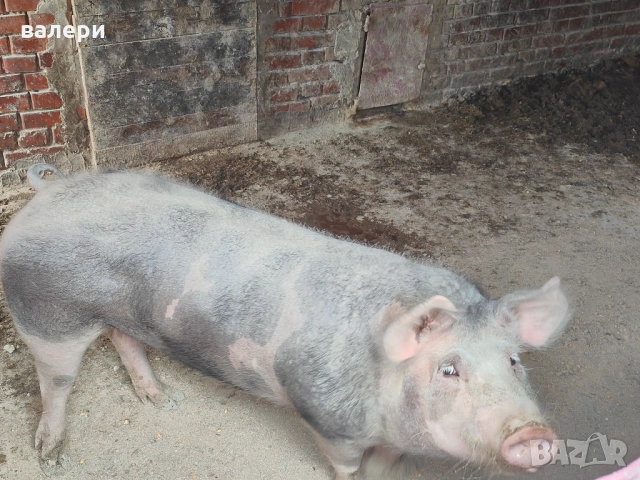 Продавам домашно отглеждано прасе