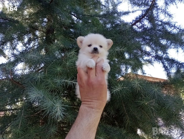 Мини Шпиц - Померан. Мъжки и женски кученца. , снимка 3 - Померан - 53806967