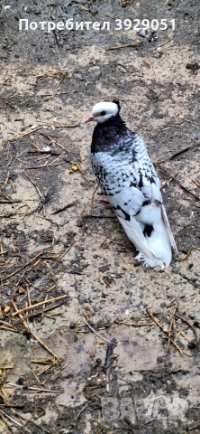 Продавам Нюмберски гълъби, снимка 4 - Гълъби - 52595905