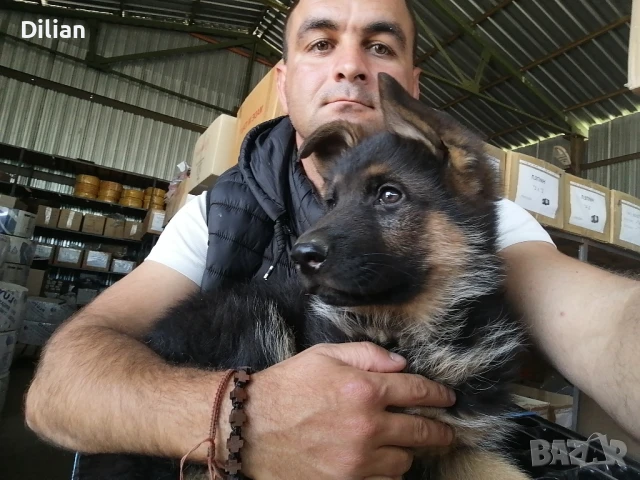 Продавам Малки Немски Овчарки , снимка 4 - Немска овчарка - 50635519