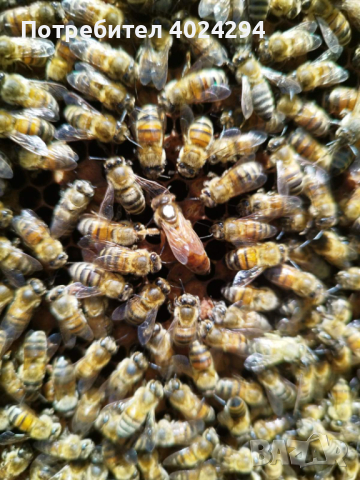 Пчелни майки от регистриран производител  записване 2024