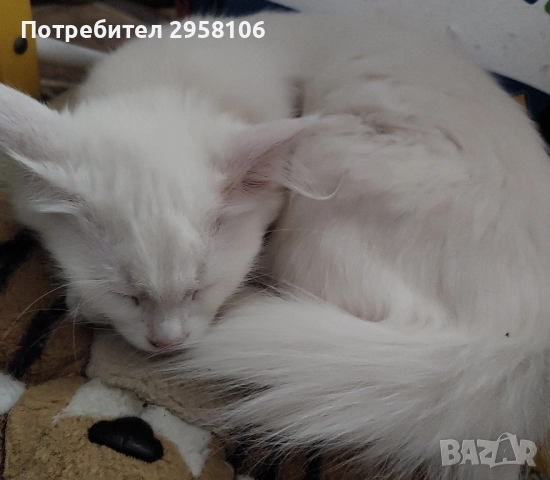 котенца бели,4 мес, снимка 10 - Британска късокосместа - 50837290