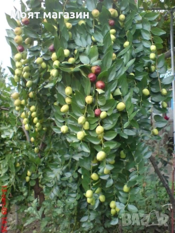 Хинап, снимка 2 - Градински цветя и растения - 53632591