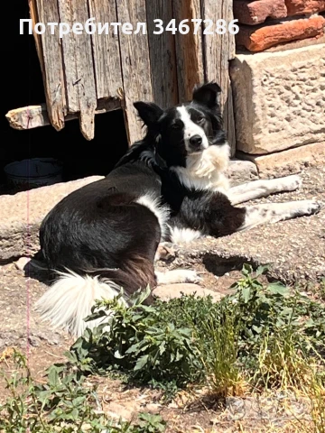 Бордър Коли , снимка 1