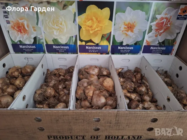 Луковици НАРЦИС, снимка 16 - Градински цветя и растения - 56336423
