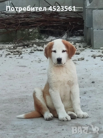 Сао-Алабай, снимка 7 - Алабай - 53669095