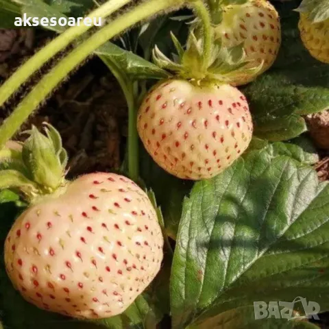 100 високо качествени семена от плод бяла ягода органични плодови ягодови семена от вкусни ягоди отл, снимка 16 - Разсади - 47607460