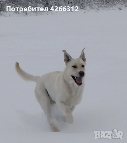 Подарявам мъжки кучета. Майка Лабрадор, баща Алабак., снимка 10 - Други - 53506330