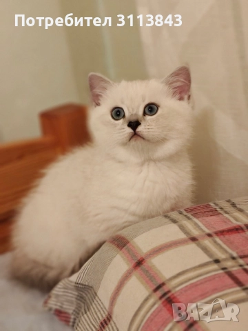 Бритнска късокосместа