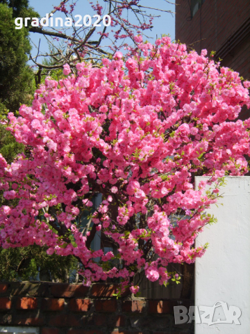 Японска Слива- Prunus triloba Студоустойчива, снимка 5 - Разсади - 36153555