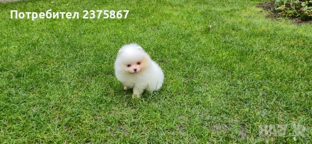 Женско померанче,померан, снимка 3 - Померан - 52910350