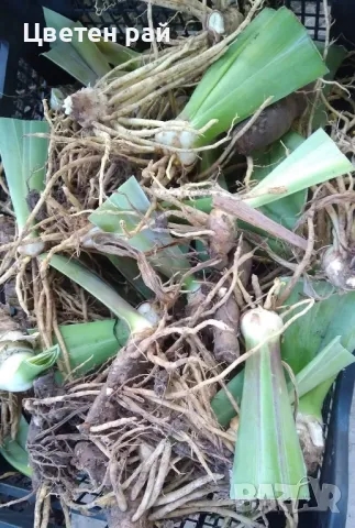 Ризоми на ириси, снимка 16 - Градински цветя и растения - 48481657