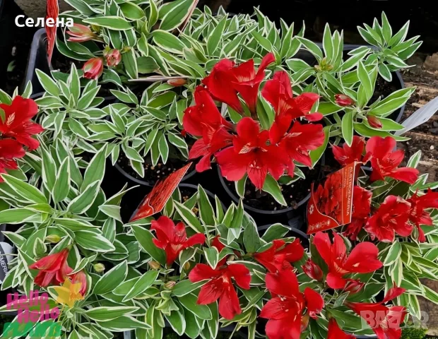 Alstroemeria Colorita Katiana – уникална пъстролистна алстромерия