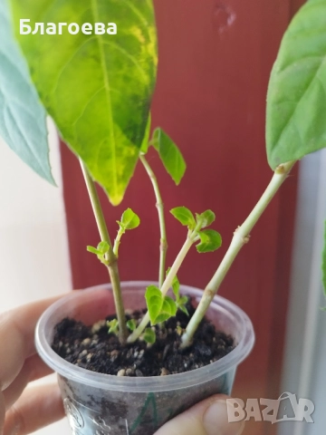 Обичка многогодишна/Фуксия Магеланика розова, снимка 2 - Стайни растения - 52511813