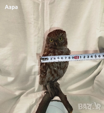 Препарирана сола (Бухал), снимка 13 - други­ - 53656912