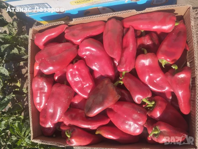 Продавам Червена капия Слоново Ухо.
