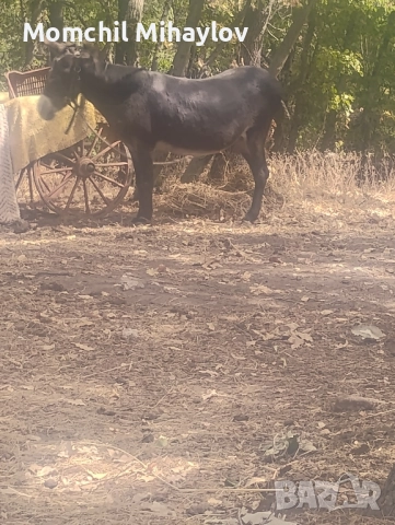продавам магаре, снимка 1