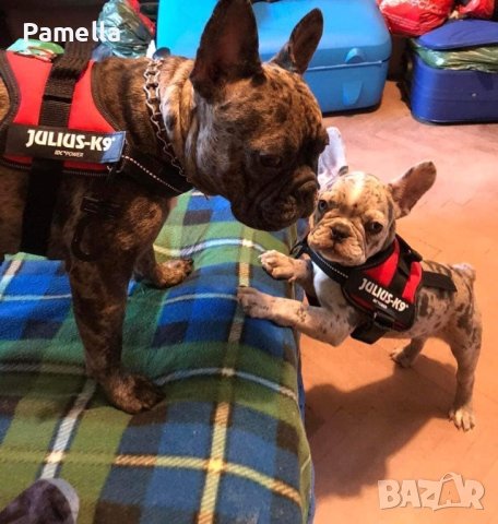 Нагръдник Julius k-9 до 15 кг