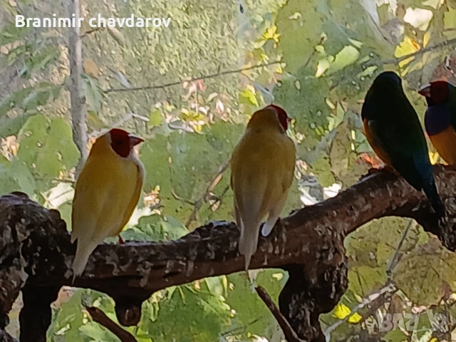 продавам амадини и диамантени гогутки, снимка 14 - Амадини - 52243041