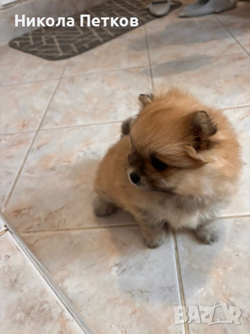 Померан , снимка 5 - Померан - 53099656