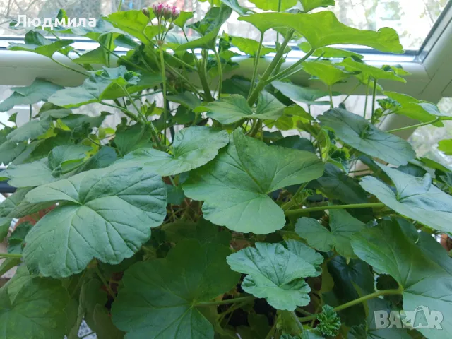 Мушкато,дърво на живота,Шефлера  и др.растения готови за декорация и подарък, снимка 5 - Декорация за дома - 48567968