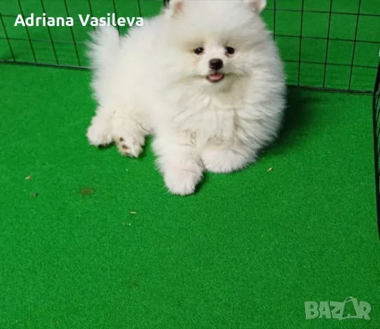 Мъжко померанче 
