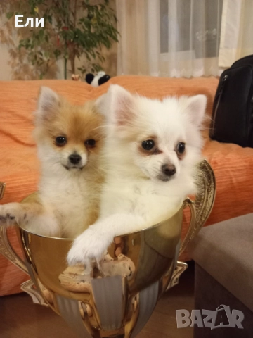 Продавам малки пумеранчета, снимка 6 - Померан - 52713328