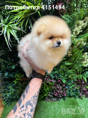 Померан момче