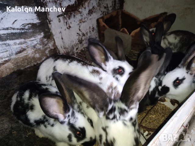 продавам зайци , снимка 7 - Други животни - 50505858