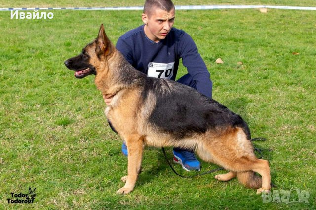 РАЗВЪДНИК за Немски Овчарки , снимка 8 - Немска овчарка - 41355526