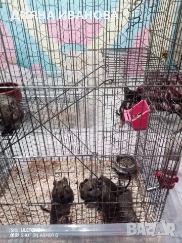 КАТЕРИЧКИ ДЕГУ, снимка 14 - Морски свинчета - 48394568