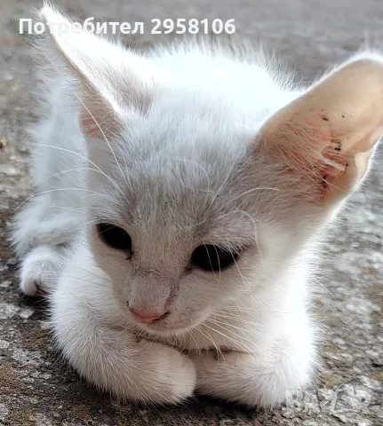 бели котенца, мъжко, женско, снимка 6 - Британска късокосместа - 55908240