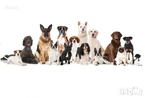 Кученца от  малка порода  , снимка 3 - Пудели - 47652485