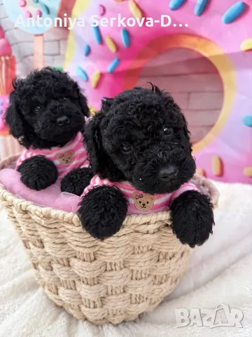 Poodle toy/Пудел Той