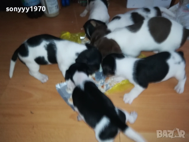 ДЖАК РЪСЕЛ 250ЛВ ЗА КУТРЕ 2509251343, снимка 17 - Джак ръсел териер - 51834098