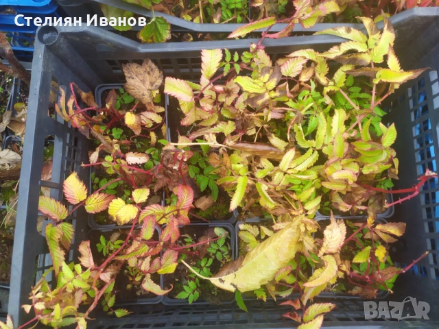 Ягодомалина (Rubus illecebrosus), снимка 4 - Градински цветя и растения - 52354360
